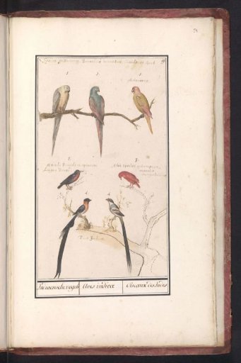 Sheet with seven tropical birds