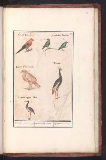 Sheet with six birds