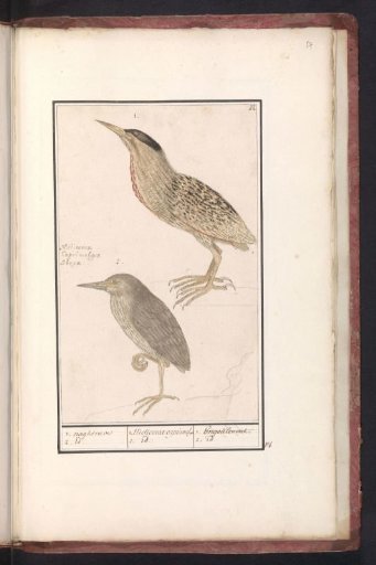 Bittern (Botaurus stellaris)