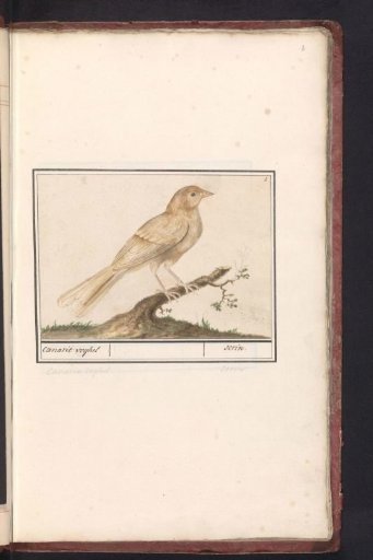 Canary (Serinus canaria)