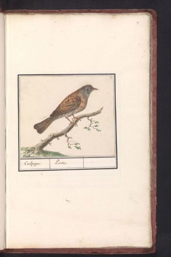 Dunnock