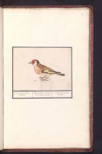 Goldfinch (Carduelis carduelis)