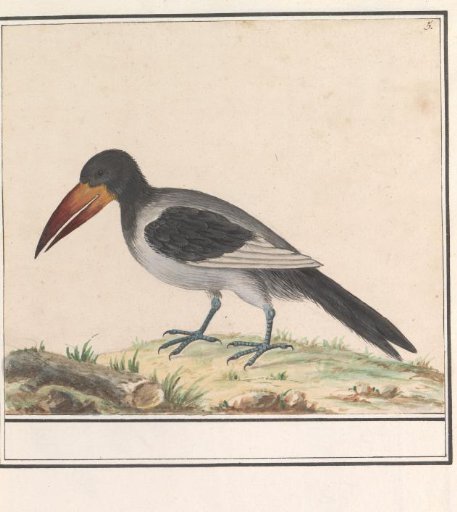 Unknown bird