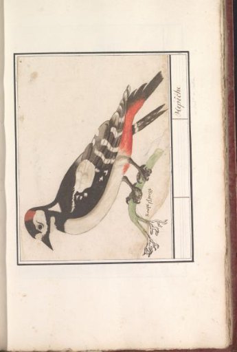 Great Spotted Woodpecker (Dendrocopos major)