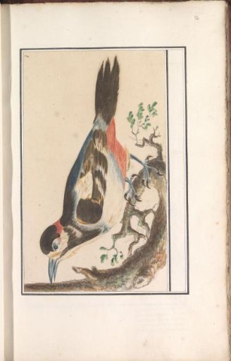 Unknown bird