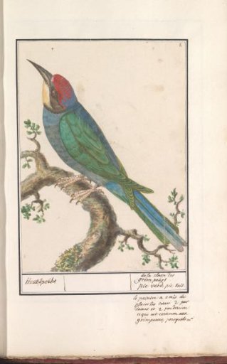Bee-eater (Merops apiaster)