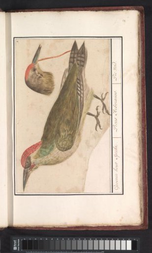 Green woodpecker (Picus viridis)
