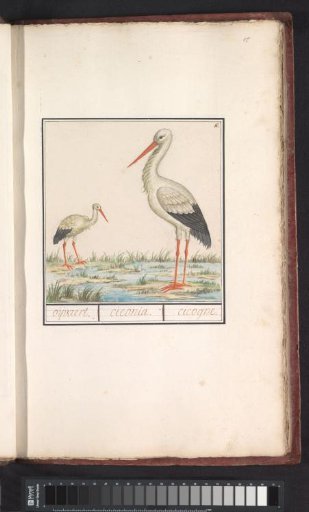 Stork (Ciconia ciconia)