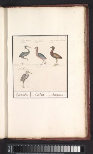 Herons (Ardeidae)