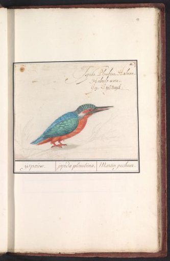 Common kingfisher (Alcedo atthis)