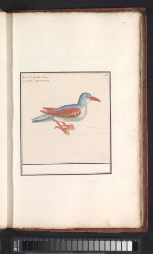 Unknown bird