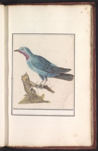 Collared cotinga (Cotinga cayana)