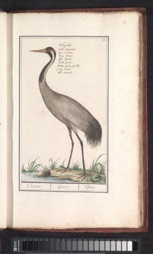 Common crane (Grus grus)
