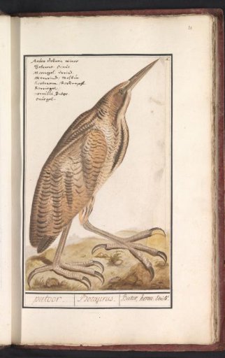 Bittern (Botaurus stellaris)