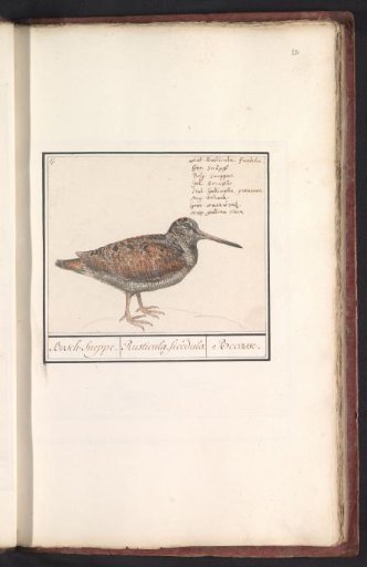 Eurasian Woodcock (Scolopax rusticola)