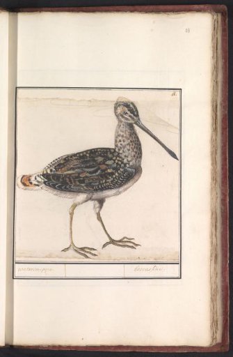 Common snipe (Gallinago gallinago)