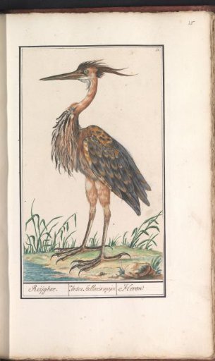 Purple heron (Ardea purpurea)