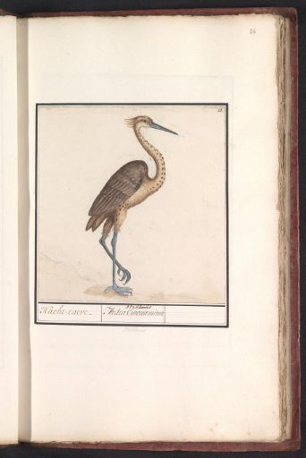 Heron (Ardea)