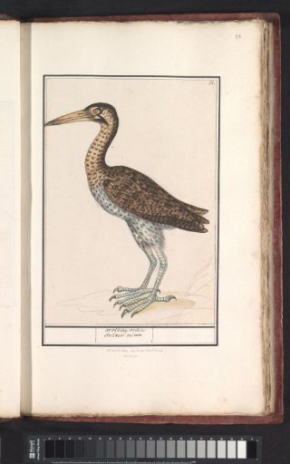 Bittern (Botaurus stellaris)