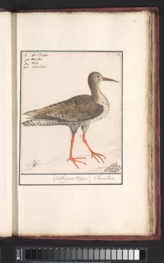 Common redshank (Tringa totanus)