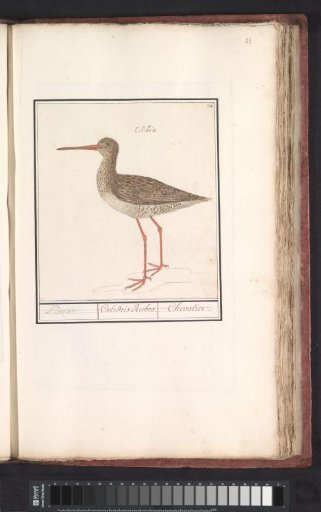 Snipe (Tringa totanus)