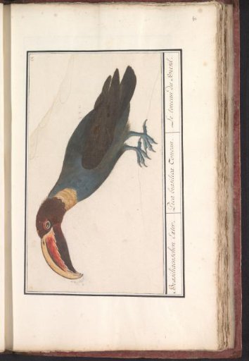 Toucan (Ramphastos)