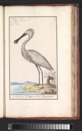 Spoonbill (Platalea leucorodia)