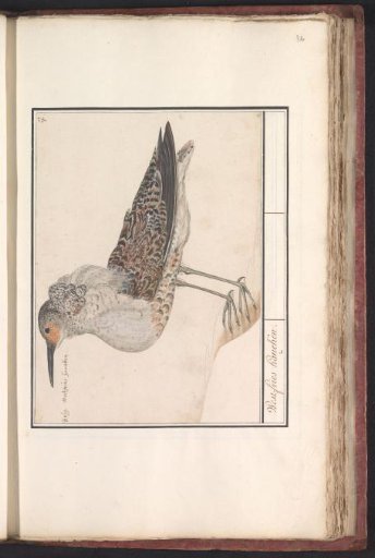 Ruff (Calidris pugnax)