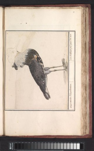 Ruff (Philomachus pugnax)