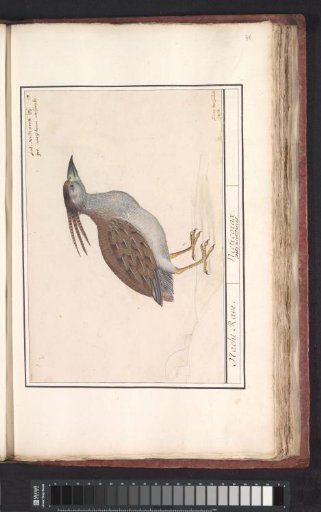 Night Heron (Nycticorax nycticorax)