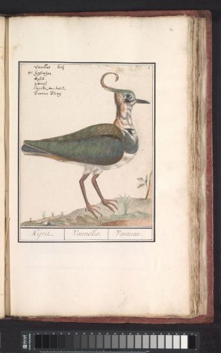 Lapwing (Vanellus vanellus)