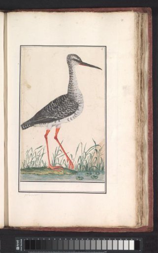 Snipe (Tringa totanus)
