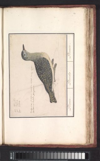 Golden Plover (Pluvialis apricaria)