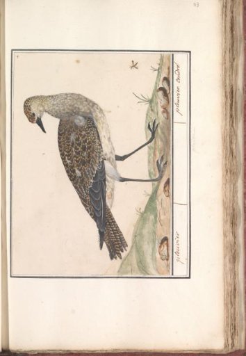 Golden Plover (Pluvialis apricaria)
