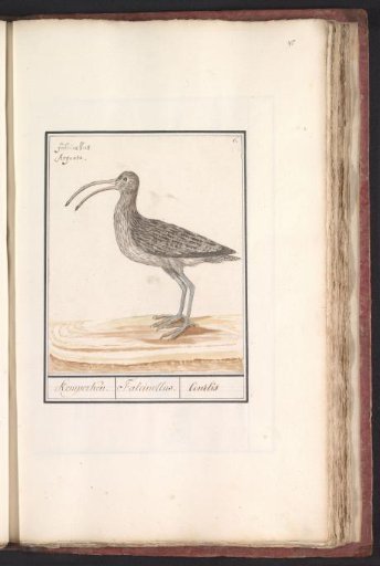 Curlew (Numenius arquata)