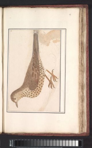 Song Thrush (Turdus viscivorus) or Mistle Thrush (Turdus philomelos)