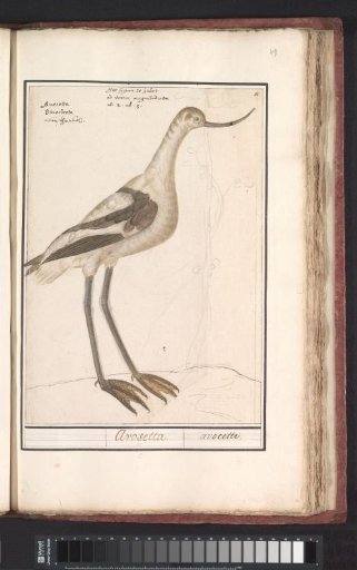 Pied Avocet (Recurvirostra avosetta)