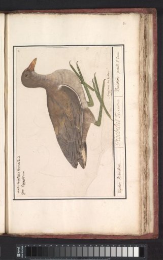 Moorhen (Gallinula chloropus)