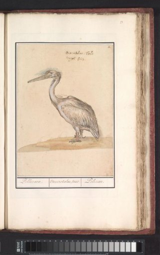 Pelican (Pelicanus)