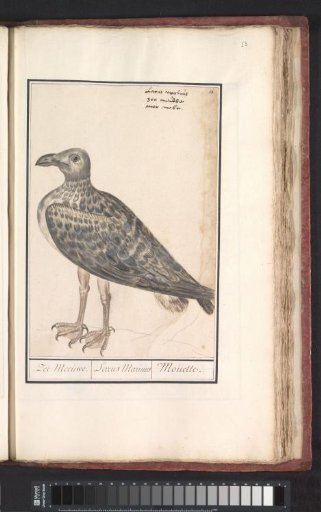Great Black-backed Gull (Larus marinus) or Herring Gull (Larus argentatus)