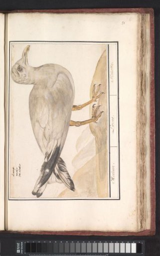 Herring Gull (Larus argentatus)