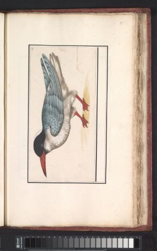 Tern (Sterna hirundo)