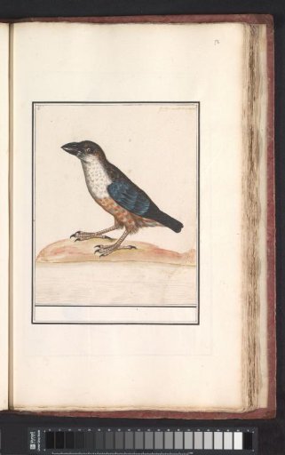White-throated Dipper