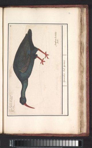 Hermit Ibis (Geronticus eremita)