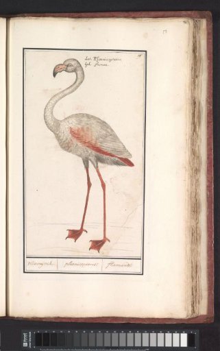 Greater Flamingo (Phoenicopterus roseus)