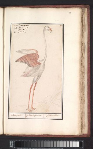 Greater Flamingo (Phoenicopterus roseus)