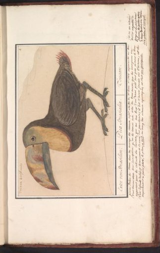 Toucan (Ramphastos)