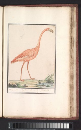 Greater Flamingo (Phoenicopterus roseus)