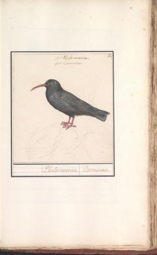 Red-billed Chough (Pyrrhocorax pyrrhocorax)