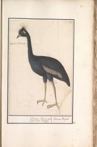 Black Crowned Crane (Balearica pavonina)